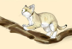 Sandcat